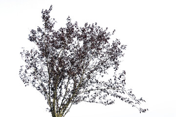 the crown of a tree with autumn colors