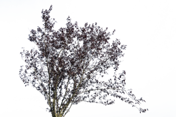 the crown of a tree with autumn colors