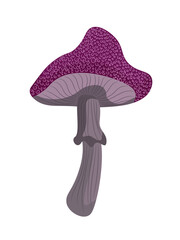 A dark burgundy purple mushroom with a large cap with curls on a stem with a skirt.