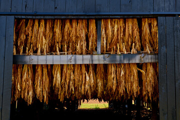 Close-up of tobacco hanging in a barn. - Powered by Adobe