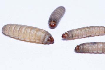 Detailed View of Galleria mellonella Larva
