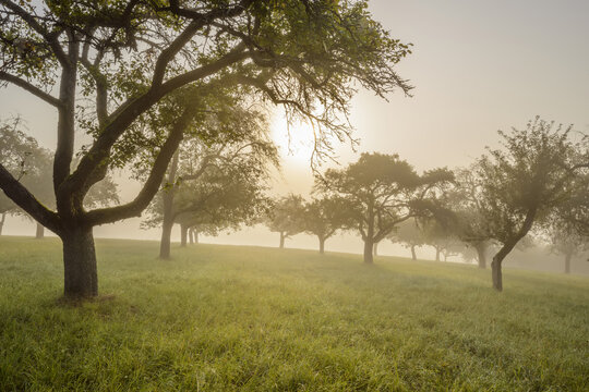 Silhouette of appel trees in a field with the sun shining through the morning mist in the village of Schmachtenberg in Bavaria, Germany
