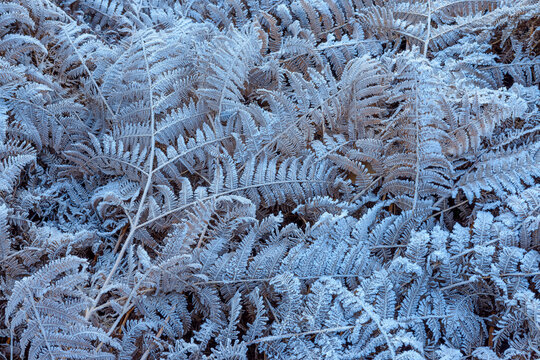 Close-up of eagle ferns in autumn covered with rime in the Odenwald hills in Bavaria, Germany