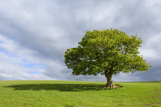 Oak tree on grassy field in spring in Scotland, United Kingdom