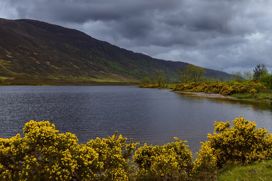 Common gorse along the shoreline of a Scottish loch in spring in Scotland, United Kingdom