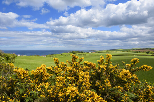 Scenic view of countryside with common gorse in spring at St Abbs in Scotland