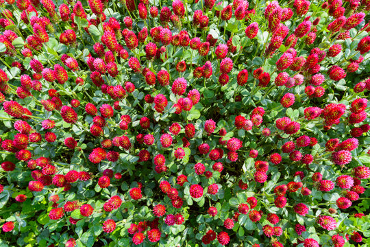 Crimson clover (Trifolium incarnatum) growing in a field in Burgenland, Austria