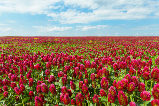 Field of crimson clover (Trifolium incarnatum) on a sunny day in Burgenland, Austria