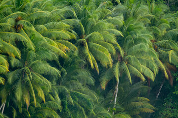 Palm trees crowded together in Golfo Dulce at Orquideas Botanical Gardens; Golfo Dulce, Costa Rica