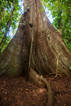 Large Kapok tree (Ceiba pentandra) on Barro Colorado Island; Barro Colorado Island, Panama