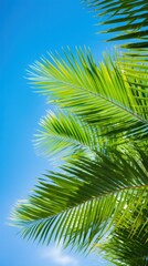 Vibrant green palm leaves against blue sky