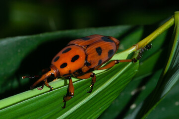 Coléoptère charançon rouge du palmier (Rhynchophorus ferrugineus)