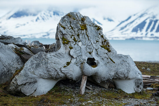 Whale Bones, a victim of whale hunting and processing; Edgeoya, Svalbard, Norway