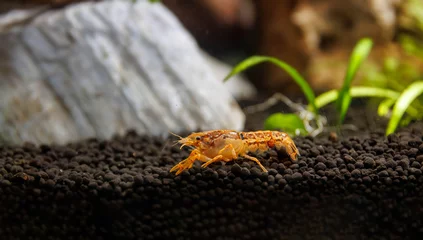 Deurstickers Dwarf orange crayfish - (Cambarellus patzcuarensis) © Kolevski.V