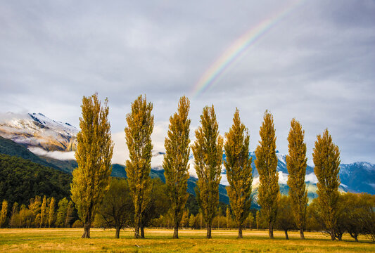 Willows in a row in the Matukituki River valley on the South Island of New Zealand; South Island, New Zealand
