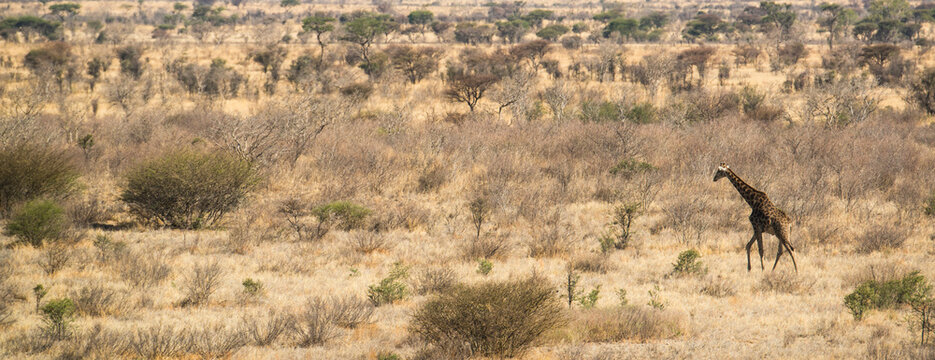 Giraffe (Giraffa camelopardalis) traversing the parched landscape in the Kalahari Desert of Botswana; Botswana