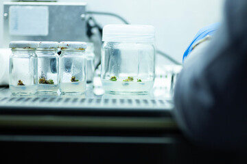 Plant Tissue Culture for Agricultural Research