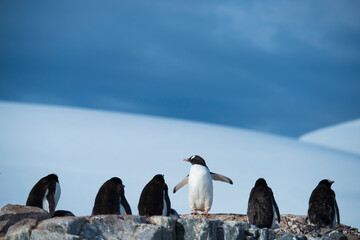 Gentoo penguin (Pygoscelis papua) in Antarctica; Antarctica