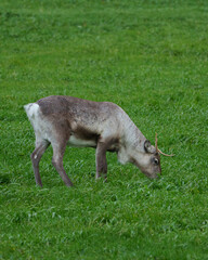 Reindeer in Norway