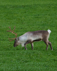 Reindeer in Norway
