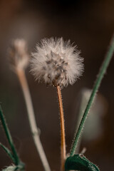 Close-up of dandelion flower on field