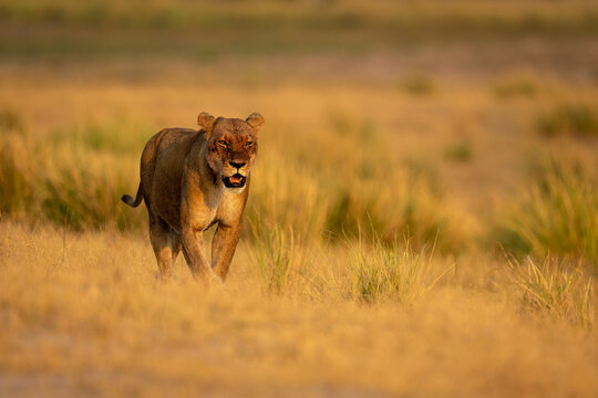 Lioness (Panthera leo) walking across the grassy floodplain in sunshine in Chobe National Park; Chobe, Botswana