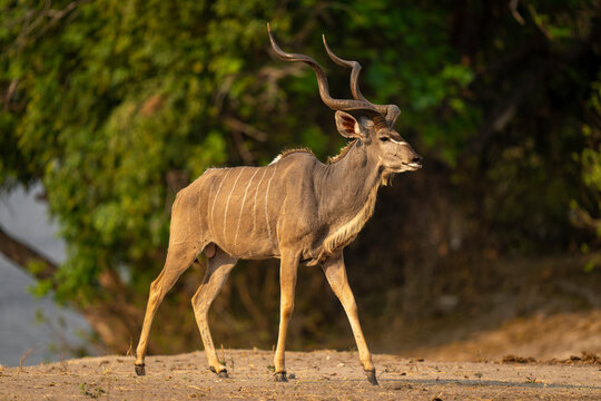 Close-up portrait of a male, greater kudu (Tragelaphus strepsiceros) walking down a wooded riverbank in Chobe National Park; Chobe, Bostwana