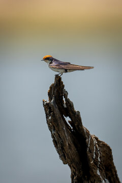 Close-up portrait of a wire-tailed swallow (Hirundo smithii) perched on a tree stump in a river, Chobe National Park; Chobe, Botswana