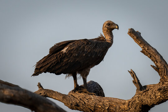 Close-up portrait of white-backed vulture (Gyps africanus) standing on a dead branch watching the camera in Chobe National Park; Chobe, Botswana