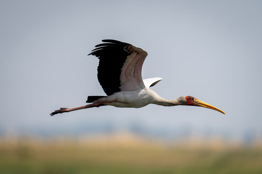 An African Yellow-billed stork (Mycteria ibis) with catchlight glides through the sky lifting wings, Chobe National Park; Chobe, Botswana