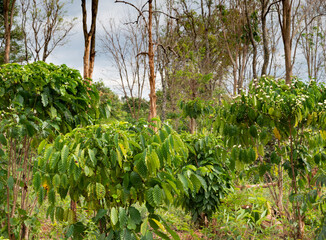 Coffee trees,growing amongst rain forest at a small plantation in the hills of southern Laos.