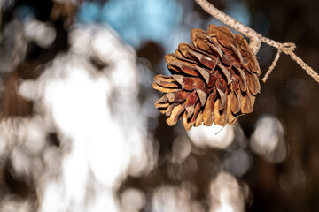 pine cones on tree