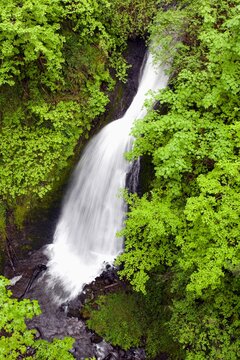 Oregon, United States Of America; Lush Green Foliage Along Shepperd's Dell Falls In Columbia River Gorge National Scenic Area