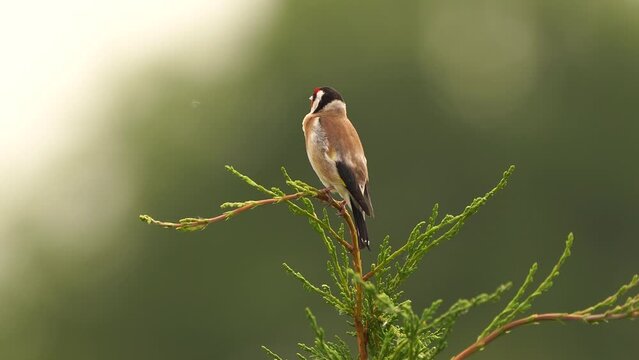 A European goldfinch or simply the goldfinch (Carduelis carduelis) sitting in the top of a conifer and polishing its feathers