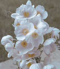 white forest  flowers 