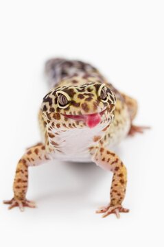 Leopard Gecko (Eublepharis Macularius) Sticking Out It's Tongue; Alberta, Canada