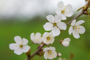 Blumen - diverse- bunter Frühling