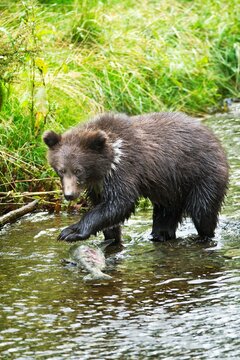 Grizzly Cub Catching Fish In Fish Creek; Hyder, Alaska, Usa