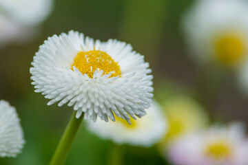 Blumen - diverse- bunter Frühling