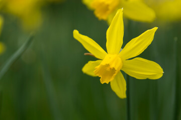 Fototapeta premium Blumen - diverse- bunter Frühling