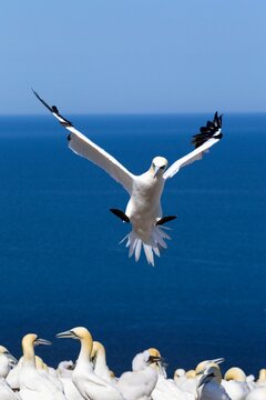 Gannet About To Land Into The Colony On Bonaventure Island; Perce, Quebec, Canada