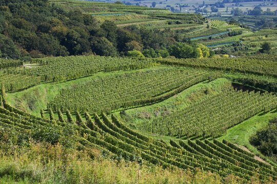 Rows Of Grape Vines On A Hillside; Bickensohl, Germany