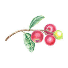 Watercolor cranberry, conberry, lingonberry with leaves isolated illustration. Autumn fruit for logo, menu, poster, pattern. Art for design. Healthy eating food