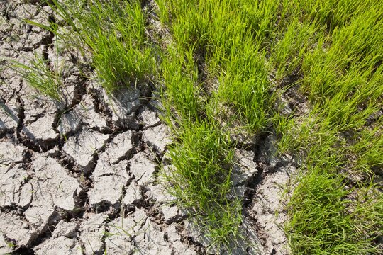 Drought And Cracked Earth In The Rice Terraces; Bangaan, The Cordillera, North Luzon, Philippines