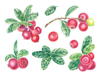 Clipart hand painted red lingonberry and green leaves. Watercolor botanical illustration isolated element. Art for food design, logo, pattern, composition, wallpaper.