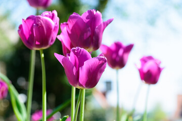 Blumen - diverse- bunter Frühling