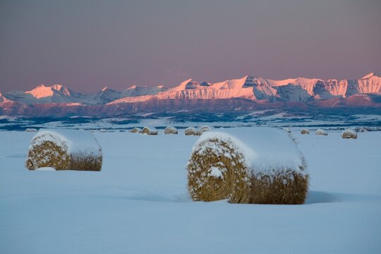 Snow-Covered Hay Bales At Sunrise; Okotoks, Alberta, Canada