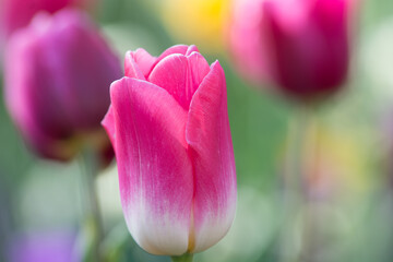 Blumen - diverse- bunter Frühling