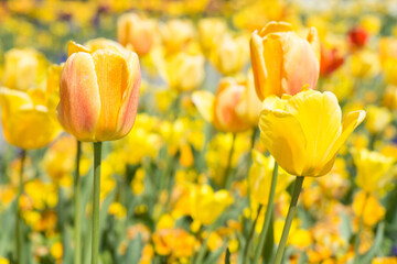 Blumen - diverse- bunter Frühling