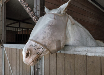 horse head in a protective net